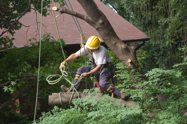 Best Hazardous Tree Removal  in Pleasant Gap, PA