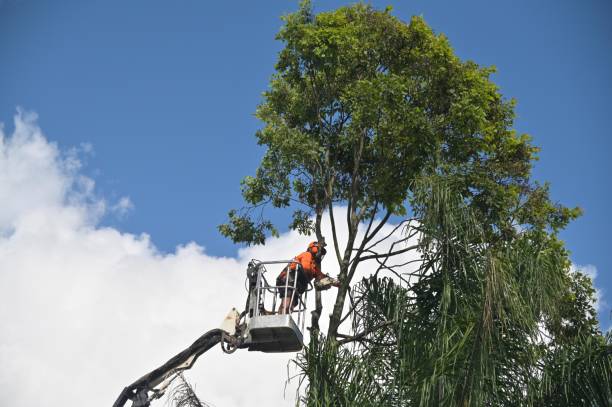 Professional Tree Services in Pleasant Gap, PA