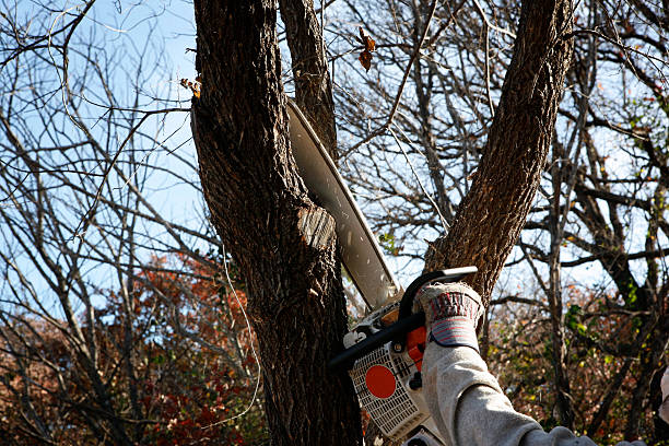 Best Seasonal Cleanup (Spring/Fall)  in Pleasant Gap, PA