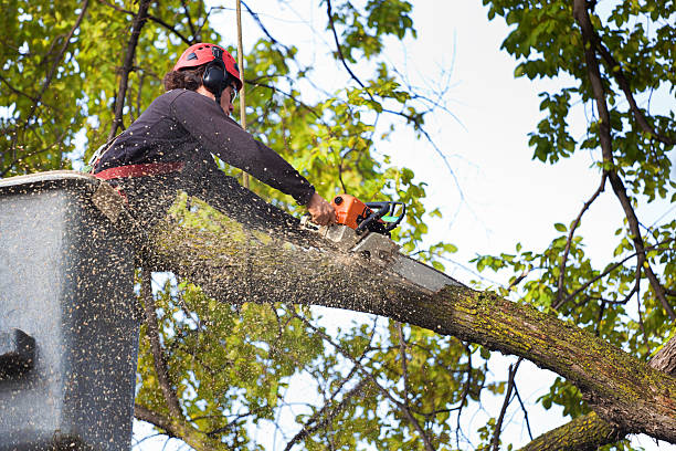 Best Commercial Tree Services  in Pleasant Gap, PA